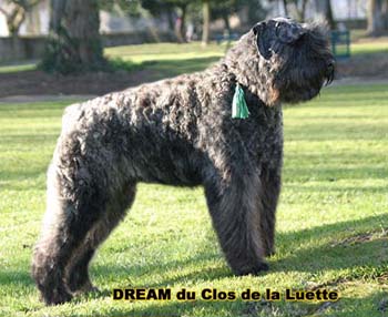 DREAM &copy; Elevage de bouviers des flandres du Clos de la Luette specialis&eacute; pour le bouvier des flandres Copyrigth depose